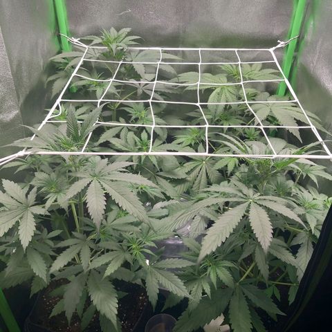 Sensi Amnesia XXL Automatic growlog timeline photo