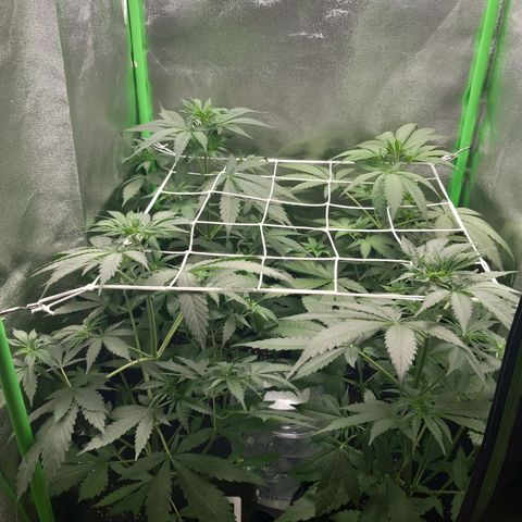 Sensi Amnesia XXL Automatic growlog timeline photo