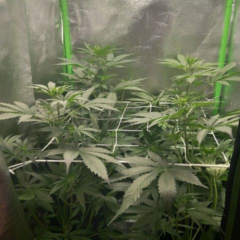 Sensi Amnesia XXL Automatic growlog timeline photo
