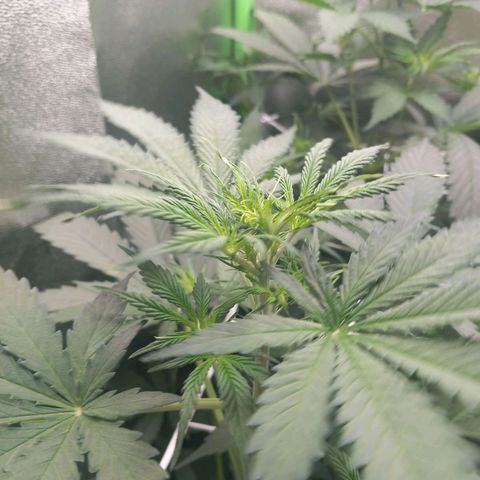Sensi Amnesia XXL Automatic growlog timeline photo