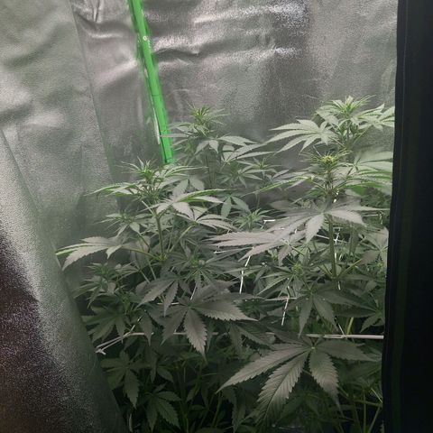 Sensi Amnesia XXL Automatic growlog timeline photo