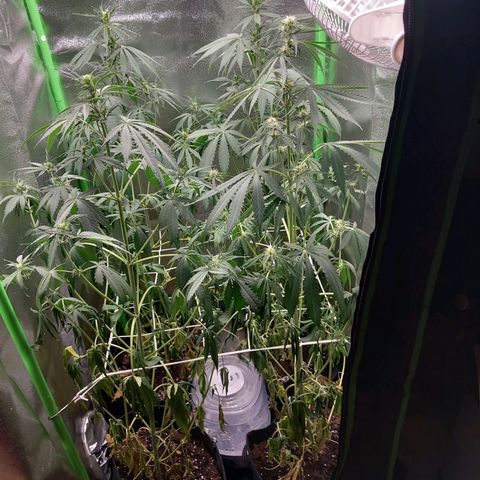 Sensi Amnesia XXL Automatic growlog photo: Viel zu trocken geworden (Urlaub) 