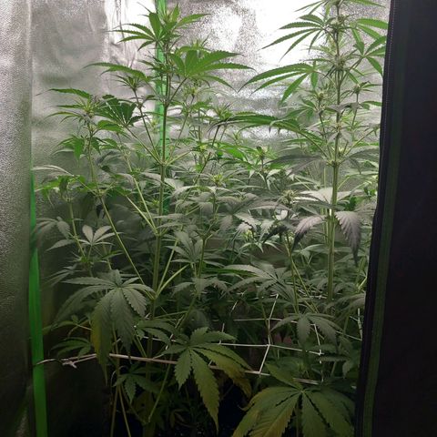 Sensi Amnesia XXL Automatic growlog photo: Haben sich soweit erholt 
