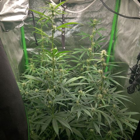 Sensi Amnesia XXL Automatic growlog timeline photo