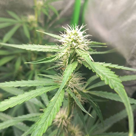 Sensi Amnesia XXL Automatic growlog timeline photo