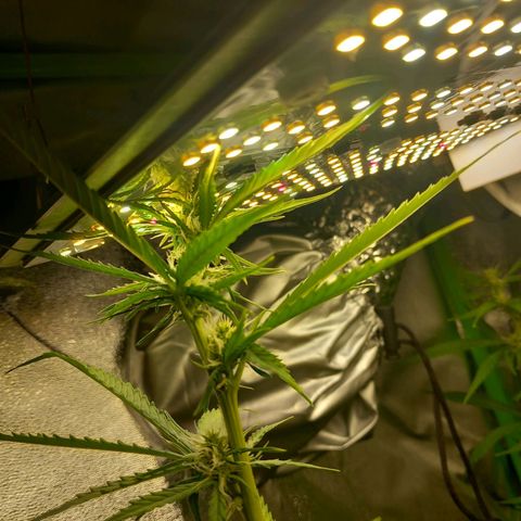 Sensi Amnesia XXL Automatic growlog timeline photo