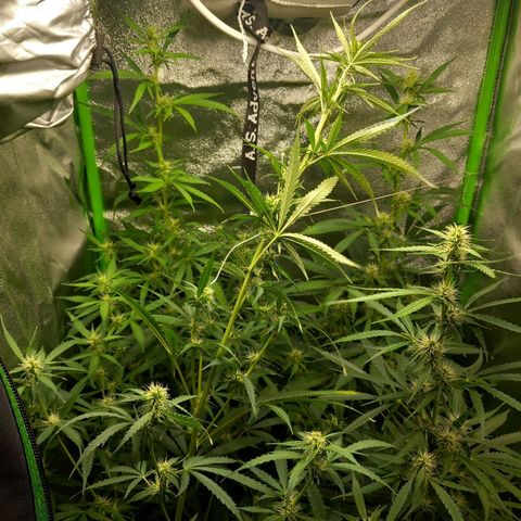 Sensi Amnesia XXL Automatic growlog timeline photo