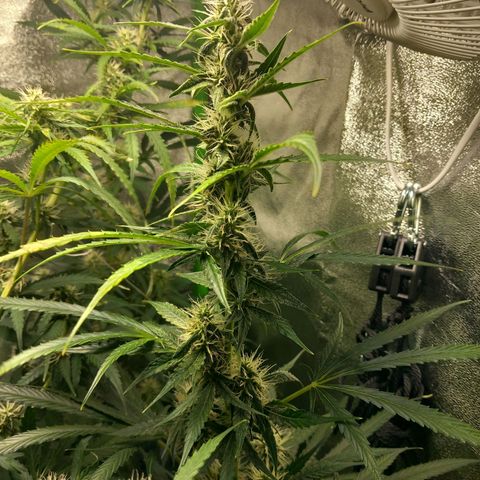 Sensi Amnesia XXL Automatic growlog timeline photo