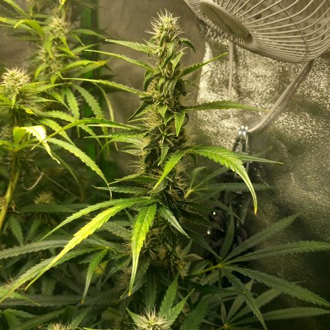 Sensi Amnesia XXL Automatic growlog timeline photo