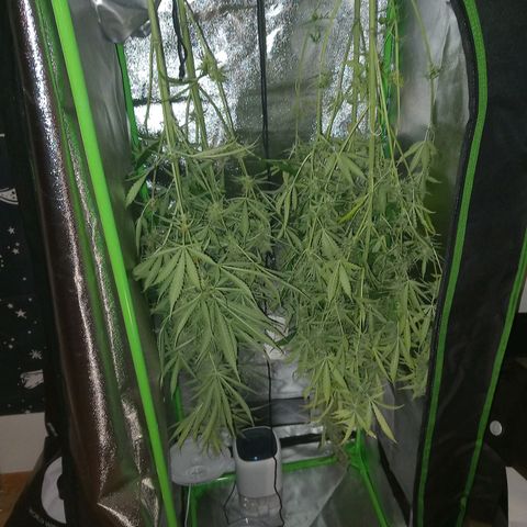 Sensi Amnesia XXL Automatic growlog timeline photo