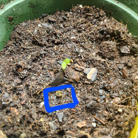 FAITH ✝️ growlog photo: 8pm:  Soil temperature is 84°, Growth looks healthy.