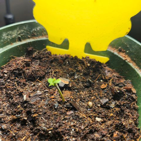 FAITH ✝️ growlog timeline photo