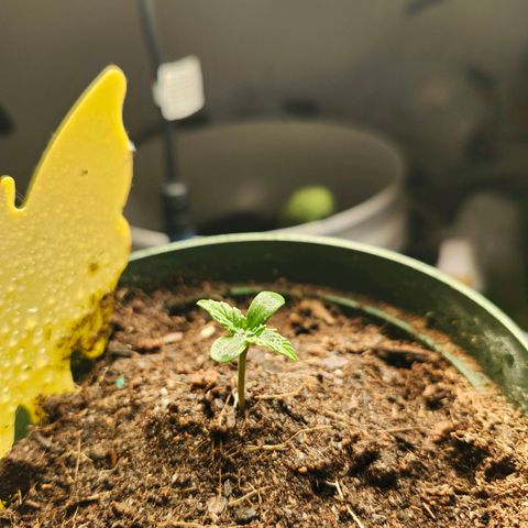 FAITH ✝️ growlog timeline photo