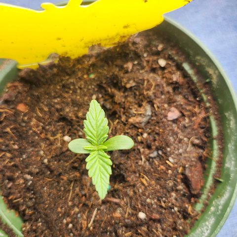 FAITH ✝️ growlog timeline photo