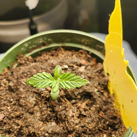 FAITH ✝️ growlog timeline photo