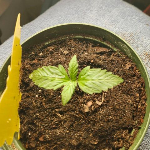 FAITH ✝️ growlog timeline photo