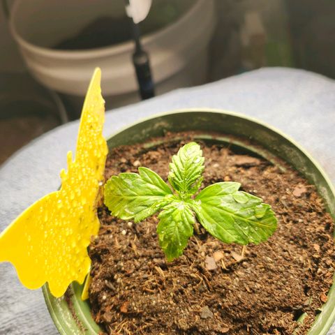 FAITH ✝️ growlog timeline photo