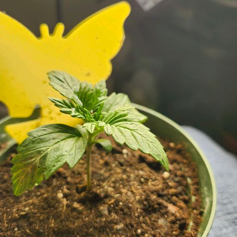 FAITH ✝️ growlog timeline photo