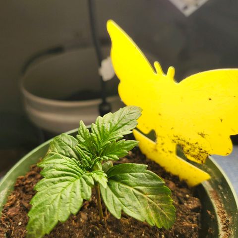 FAITH ✝️ growlog timeline photo