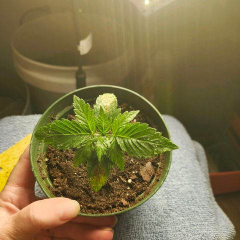 FAITH ✝️ growlog timeline photo