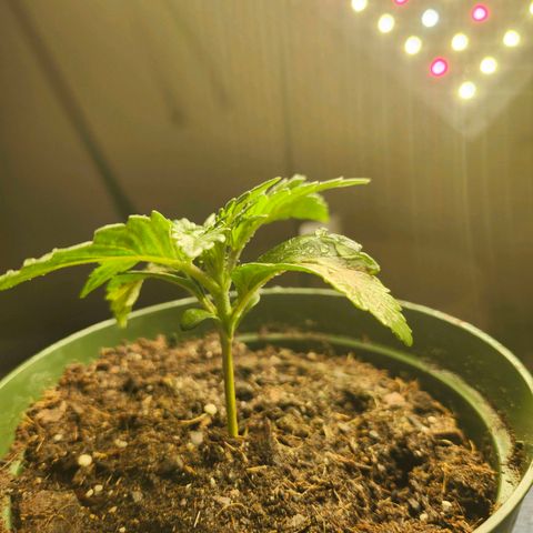 FAITH ✝️ growlog timeline photo