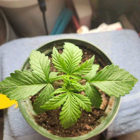 FAITH ✝️ growlog timeline photo
