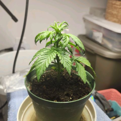 FAITH ✝️ growlog timeline photo