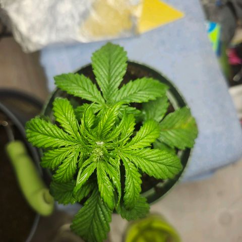FAITH ✝️ growlog timeline photo