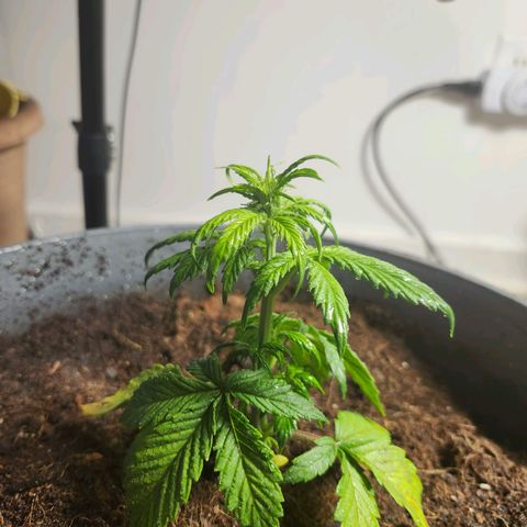 FAITH ✝️ growlog timeline photo