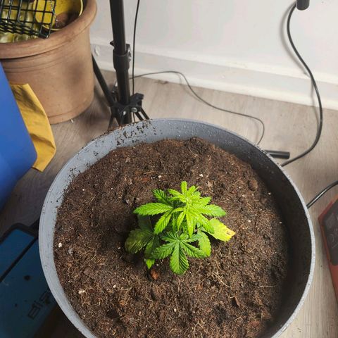 FAITH ✝️ growlog timeline photo