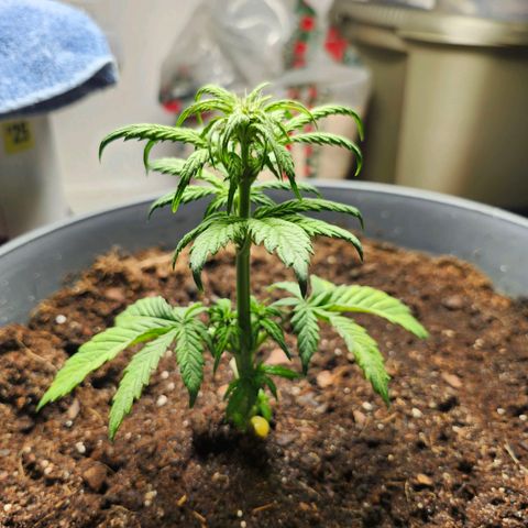 FAITH ✝️ growlog timeline photo