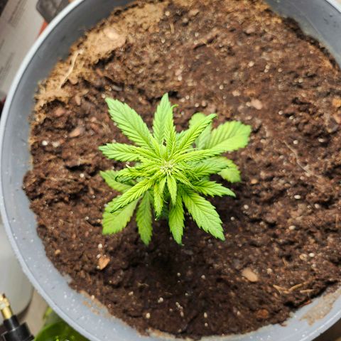 FAITH ✝️ growlog timeline photo