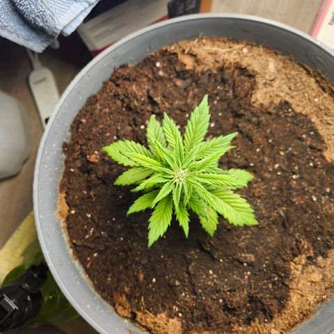 FAITH ✝️ growlog timeline photo