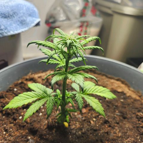 FAITH ✝️ growlog timeline photo