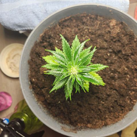 FAITH ✝️ growlog timeline photo