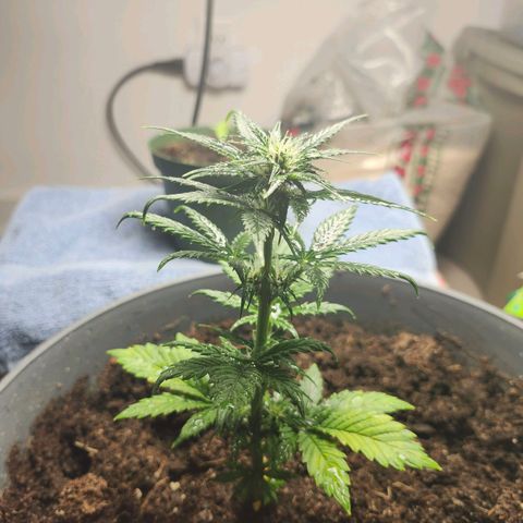 FAITH ✝️ growlog timeline photo