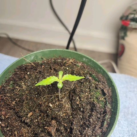 Maisie growlog timeline photo