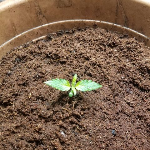 Maisie growlog timeline photo