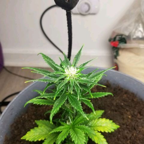 FAITH ✝️ growlog photo: 🥺