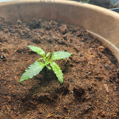 Maisie growlog timeline photo