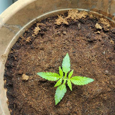 Maisie growlog timeline photo