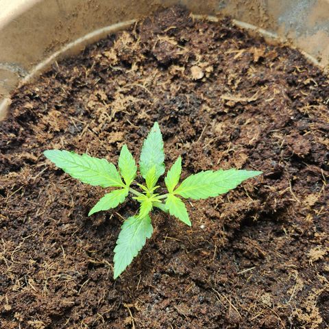 Maisie growlog timeline photo