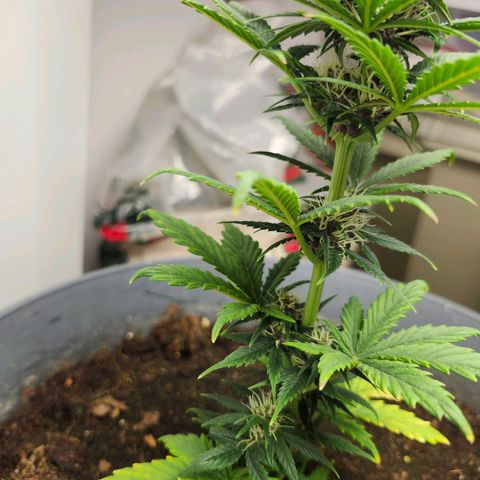 FAITH ✝️ growlog timeline photo