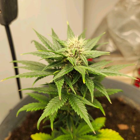 FAITH ✝️ growlog timeline photo