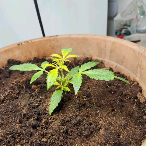 Maisie growlog timeline photo