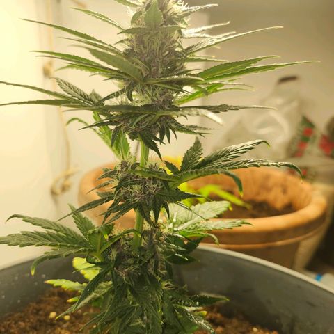FAITH ✝️ growlog timeline photo