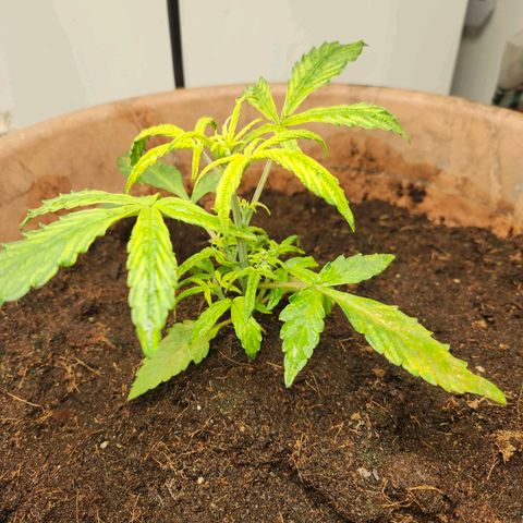 Maisie growlog timeline photo