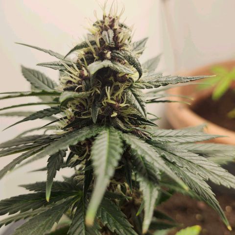FAITH ✝️ growlog timeline photo
