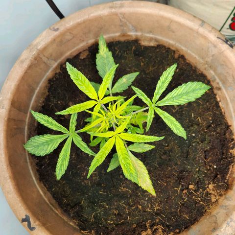 Maisie growlog timeline photo
