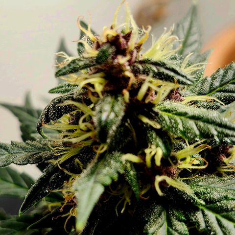FAITH ✝️ growlog timeline photo